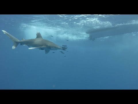 Oceanic Whitetip Shark at Elphinstone by Lothar Schopp