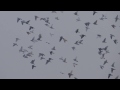 A Beautiful Group Of Pigeons Flying In The Sky 12 Nov 2016 Lahore Pakistan