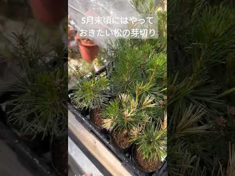柱状松 植物