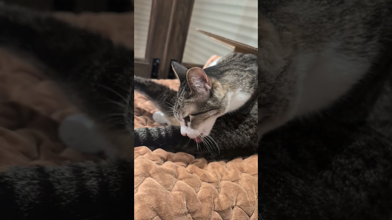 小回りが利く猫😺 - Cats Grooming Time - #shorts #cat