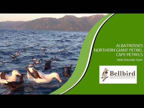 Albatrosses, Northern Giant Petrel, Cape Petrels   Kaikoura Pelagic   New Zealand tour