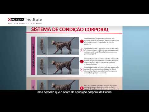 O sistema de condição corporal da purina para Gatos