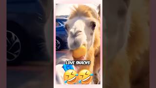 Funniest animal moments.#funny