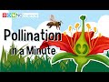 Pollination In A Minute