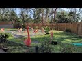 Chilean Flamingos