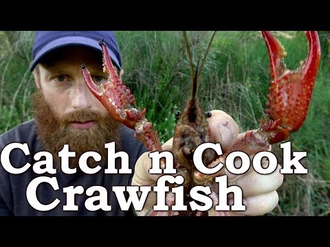 download lagu mp3 mp4 Crayfish As Food, download lagu Crayfish As Food gratis, unduh video klip Crayfish As Food