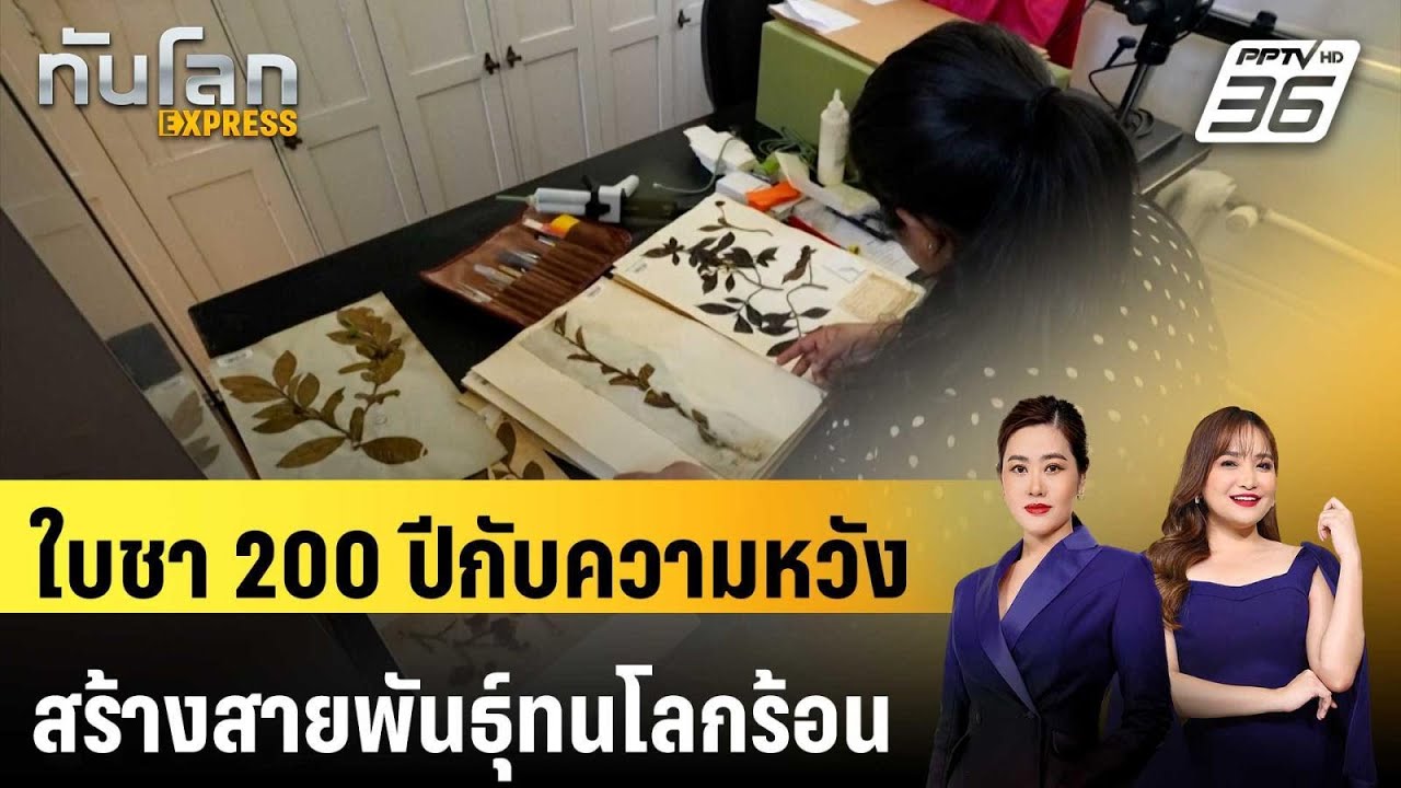 ใบชา 200 ปีกับความหวังสร้างสายพันธุ์ทนโลกร้อน | ทันโ
