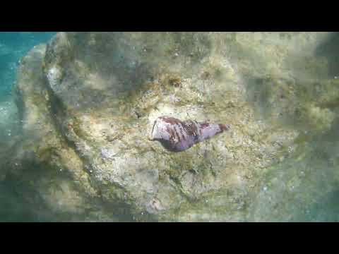 Charonia lampas