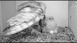 SEOBirdLife Rezerwat Riet Vell - płomykówki -  samica z dostawą karmi maluszki 🐥🐥🐥🐥🐥🐥  2025 10 27