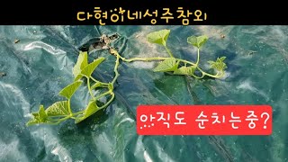 옮긴지(정식한후) 한달만에 순치기 #순치기 #참외 #성주참외 ##다현이네성주참외