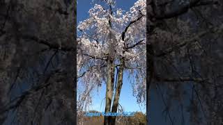 Download lagu Bunga Sakura jepang 2022 mp3