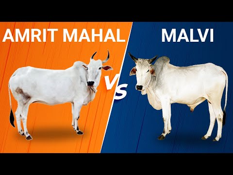 , title : 'Amrit mahal vs Malvi cow'