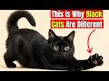 18 Hidden Facts About Black Cats Only 1% of Owners Know