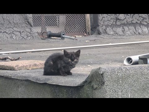 shay-Dee | Solo, hessische beatbox Meisterschaft Wildcard