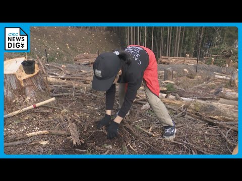 なぜ針葉樹は針を失うのですか？ 6 つの一般的な原因ですが、必ずしも致命的ではありません  庭園