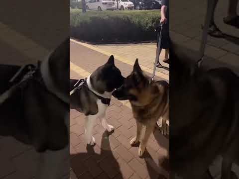 タイタンの壮大な戦い: 秋田 vs. ジャーマン シェパード - 究極のスキルと強さの対決!