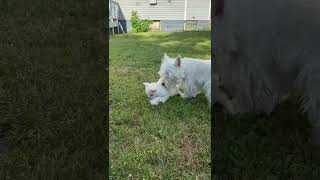 West Highland White Terrier Puppies Videos