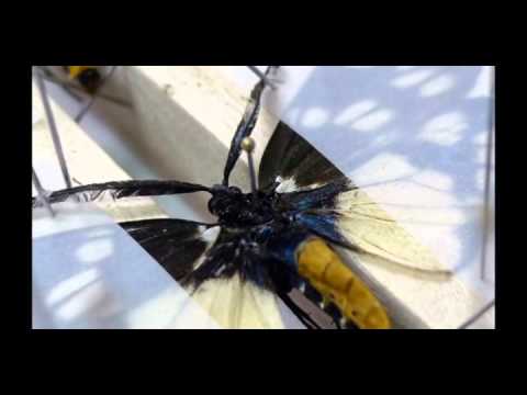 Films about Professional Skills of Forestry Research Institute in 2011 - Making of Insect Specimen
