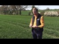 How to identify the growth stages of wheat