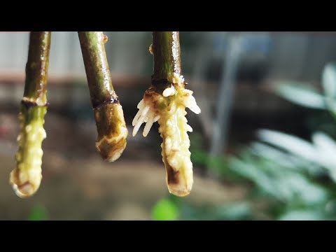 梔子花 水耕