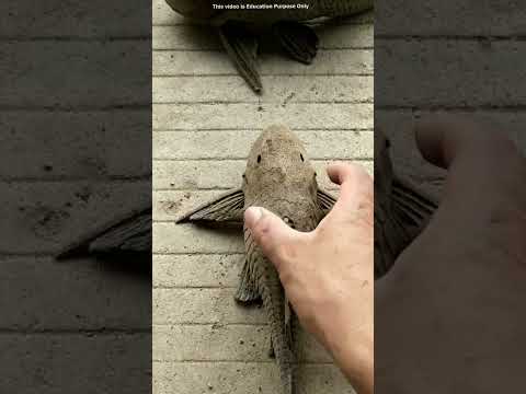 This Fish Can Survive 7 Days on the Ground 😱