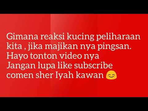 Gimana Reaksi kucing saat majikan nya pingsan