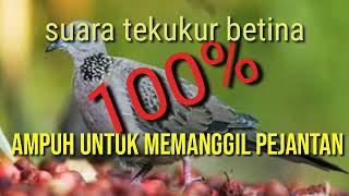 Download lagu Suara burung tekukur durasi panjang mp3 Download lagu Suara burung tekukur durasi panjang mp3