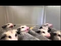 Cute Weasels Eating A La Grande Le Puse Cuca