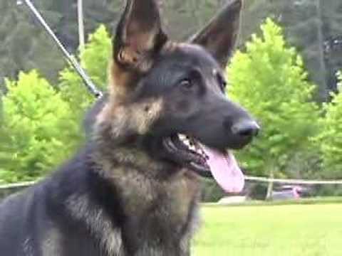 German Shepherd Dog Specialty Show Stacking and Judging