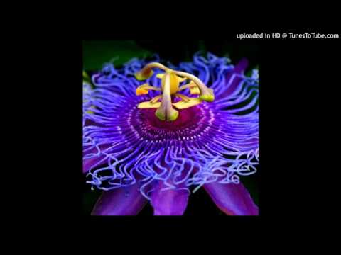 Today's Tango Is... La Canción (Flor de Mburucuyá) - Juan de Dios Filiberto 14-10-1959