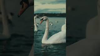 Download lagu Story WA | Ari Lasso - Perbedaan | Cover Ilham Pranizuki | Lirik #shorts mp3 Download lagu Story WA | Ari Lasso - Perbedaan | Cover Ilham Pranizuki | Lirik #shorts mp3