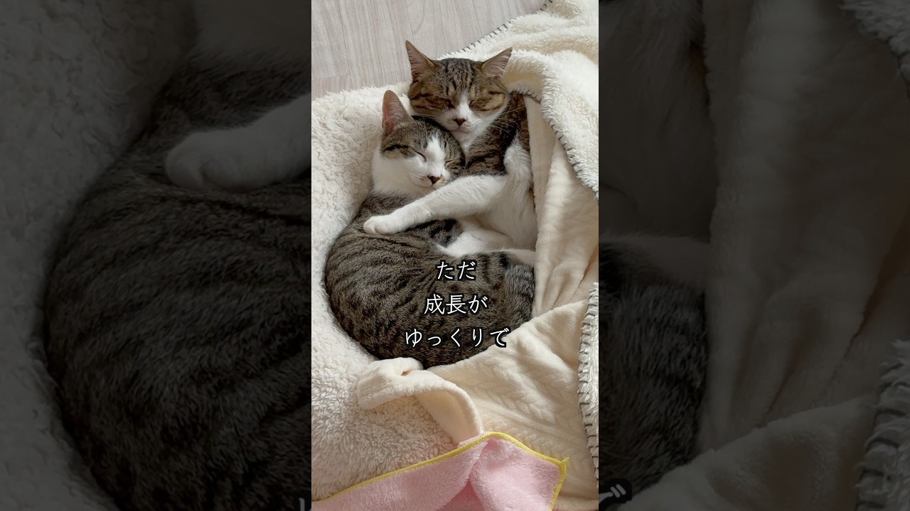 元野良の母猫と子猫家族それぞれのお昼寝をのぞいてみました🐱 #shorts  #子猫の成長日記 #保護子猫