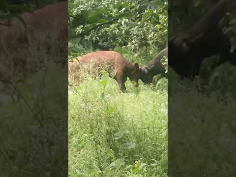 bull vs Buffalo fight wild life change to be buffalo ?