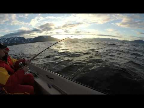 Turskan kalastusta Altavuonossa