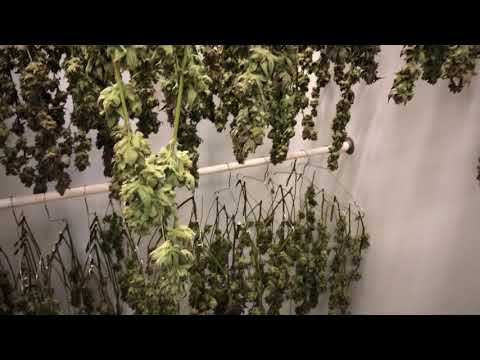 Craft Cannabis demo - Buckmaster Pro