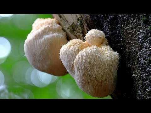 Lion's Mane Mushroom: Elevating Mood and Mental Health Naturally