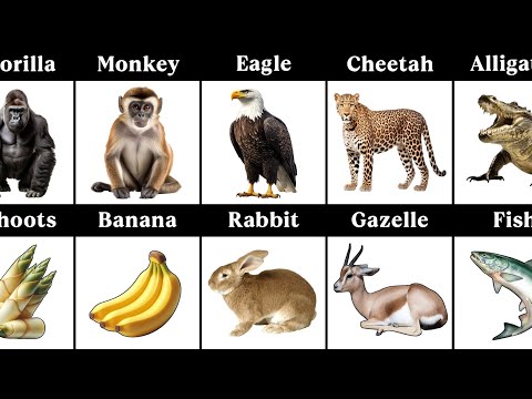 Animals and Their Favorite Foods