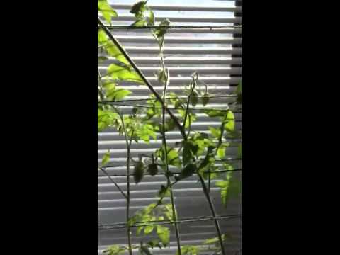 Growing Roma Tomatoes Indoors