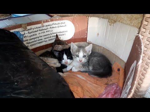 Cat in our Apartment Building