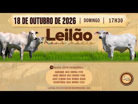 Leilão de Gado em MORRINHOS-GO, 18/10/2026  TransInácio Leilão - 17:45 Hs - Presencial e virtual.
