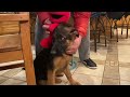Tickle Me Elmo German Shepard 4