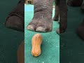 Elephant Crushing a Pumpkin #shorts