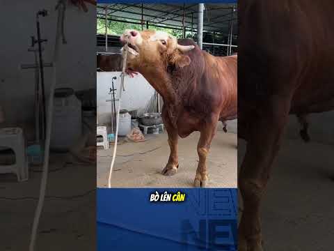 Cái kết của anh bò