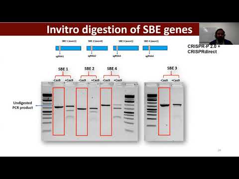 Increasing Levels of Resistant Starch in Rice Using CRISPR/Cas9 Multiplex Genome Editing