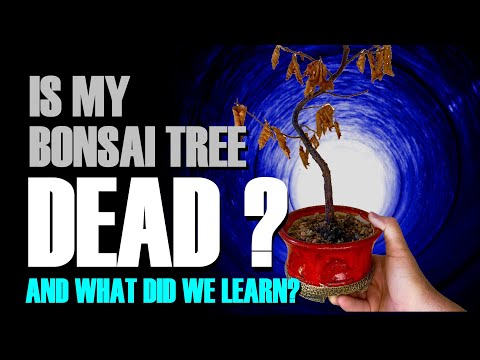Is My Bonsai Tree Dead? What we can learn from dead bonsai.
