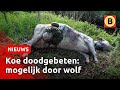 Drachtige koe mogelijk doodgebeten door wolf | Omroep Brabant