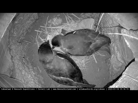 Cahow Cam 2 Pair Reunite And Welcome Their Egg After Female Returns – Jan. 18, 2023