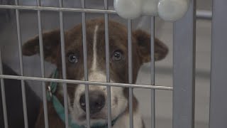 Waco Animal Group calling on community to give animals a home