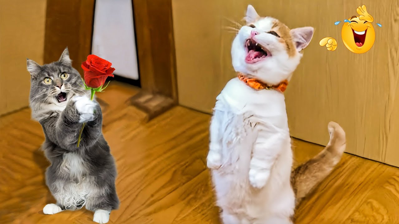 The Funniest Cats and Dogs Videos of 2024! 🤣🐶Funny Dogs and Cats Make You Unable To Stop Laughing😻🐶