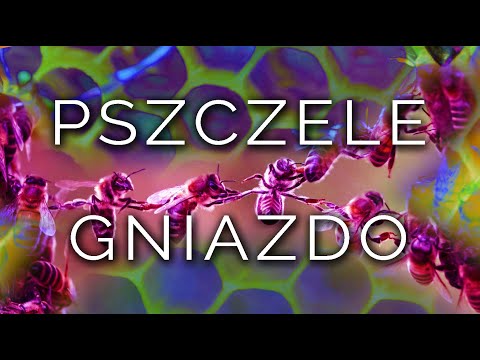 915-PL_IT Cristina, PSZCZELE GNIAZDO - Hipnoza Ezoteryczna ∞ Lucio Carsi